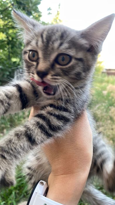 Котёнок в добрые руки