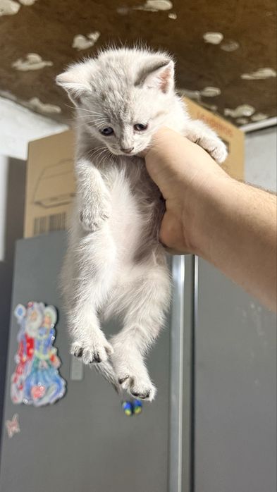 Отдам котят в хорошие руки
