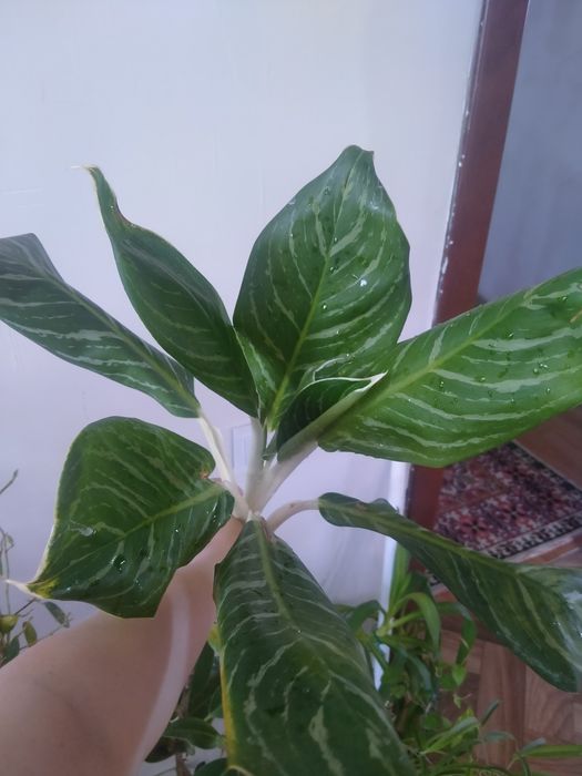 Аглонемалар сатылымда!!!