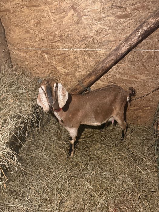 Capre anglonubian si alpina franceza