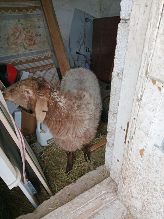 Бордақы ұрғашы тоқты