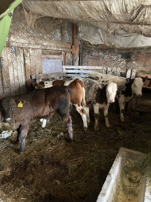 Vand 6 viteți…..