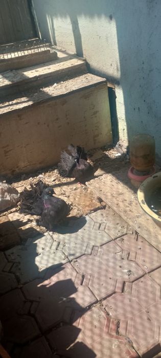 Голуби Павлины жуки