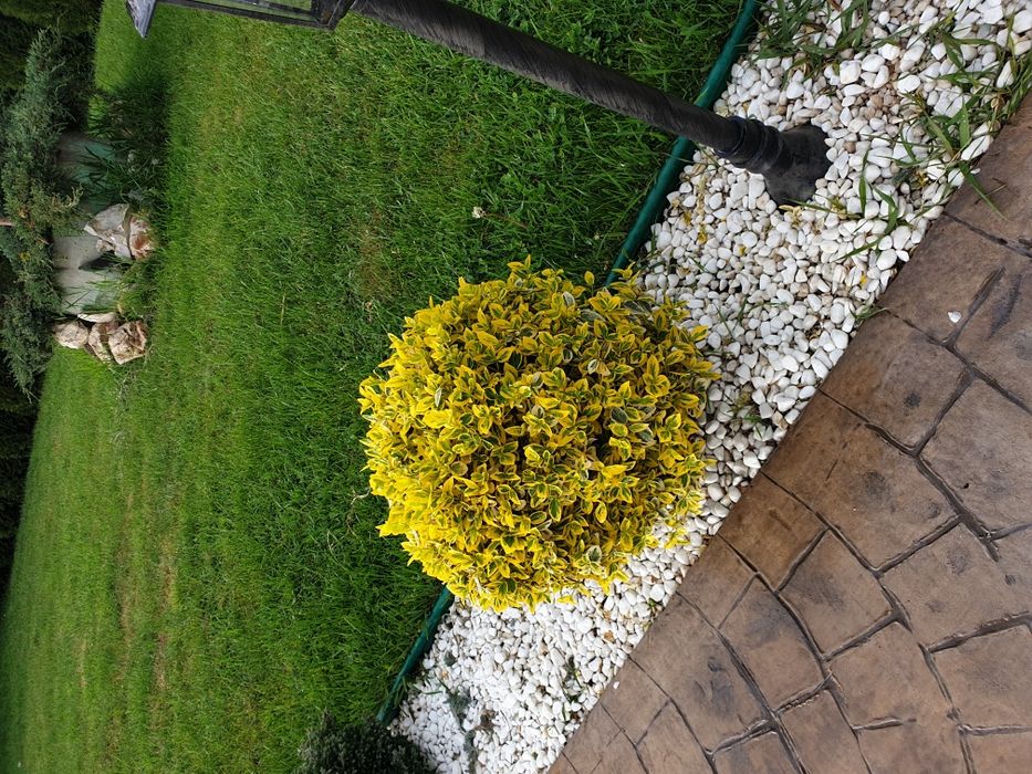 Ewonimus (plante ornamentale)