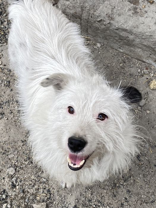 Пристраивается в добрые руки