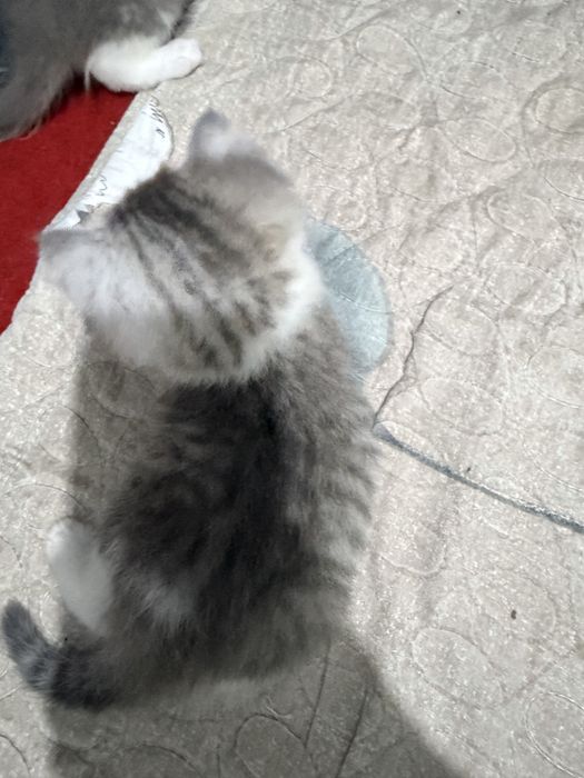 Scottish Fold mushukcha, 2 oy, 500 000 so‘m”