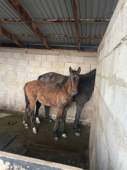 Продам кабылу с жеребенком