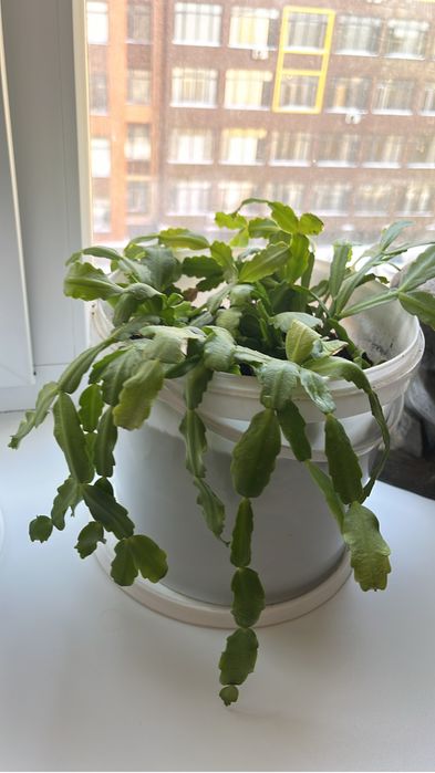 Цветы комнатные, разные