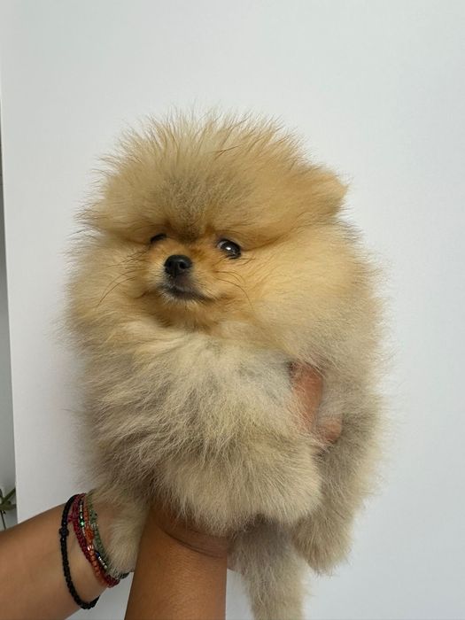 Pomeranian mini toy