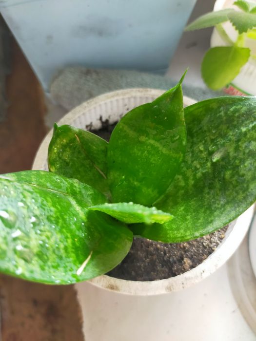 Продам цветы укорененные