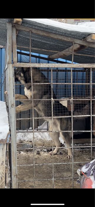 Продам суку сао 2 года