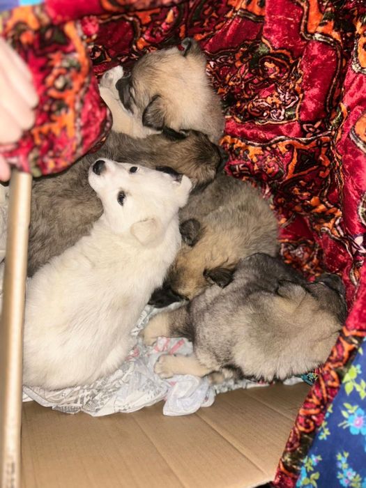 Щенат в добрые руки срочно