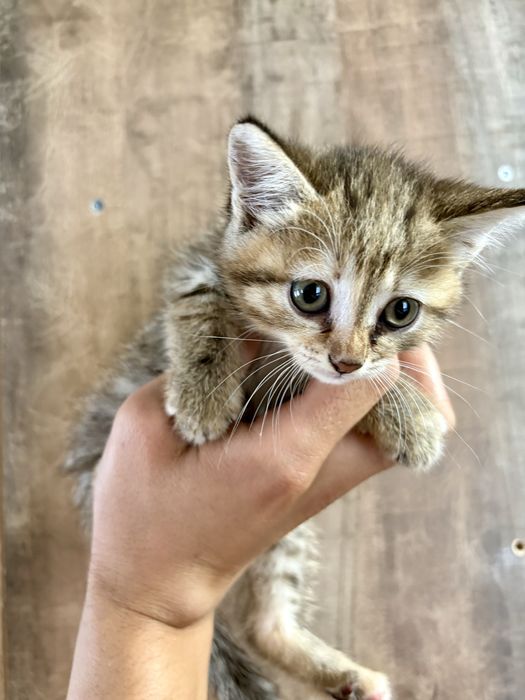 Отдам игривых котят