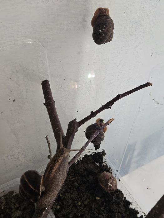 Виноградная  улитка  (Helix pomatia)