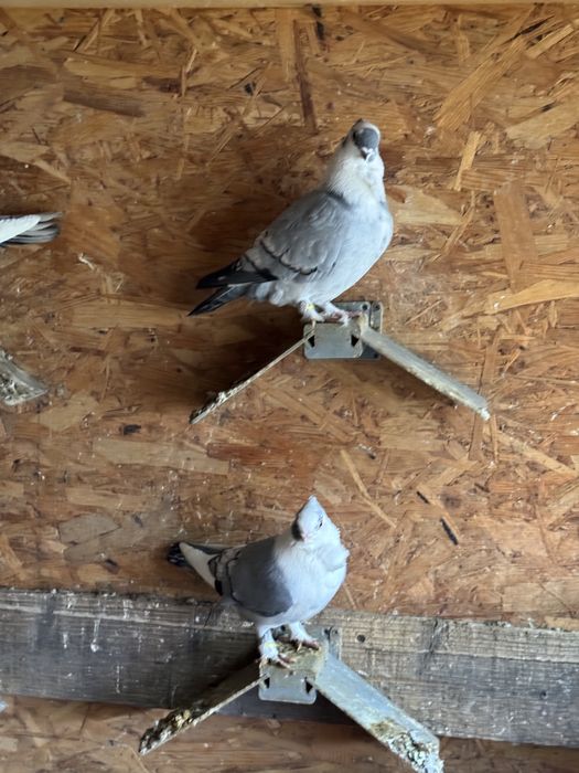 Vand porumbei misirli