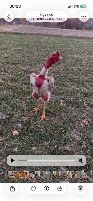 Toza madagaskar toblangan ôyinga tayyor