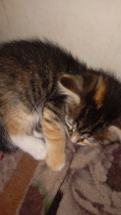 Отдам даром умных котят