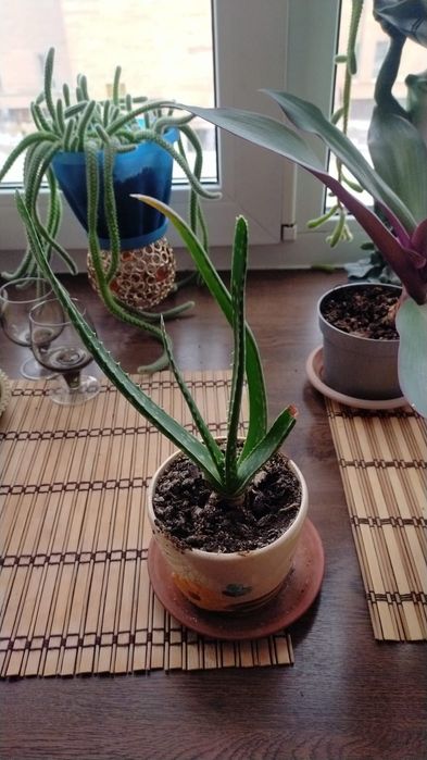 Продам алоэ вера