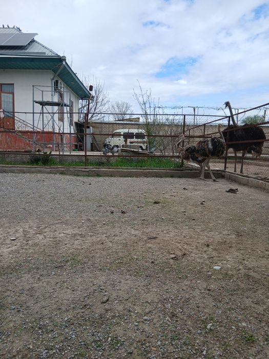 Страусы. Туякуш жужалари