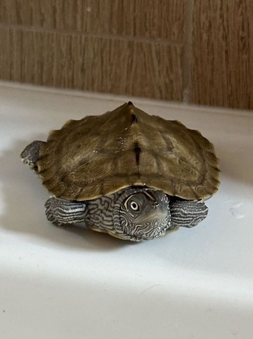 Костенурки Graptemys pseudogeographica
