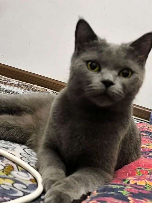 Britan zotli mushuk dan nasl omoqchi boganlar uchun
