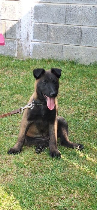 Ciobanesc belgian malinois