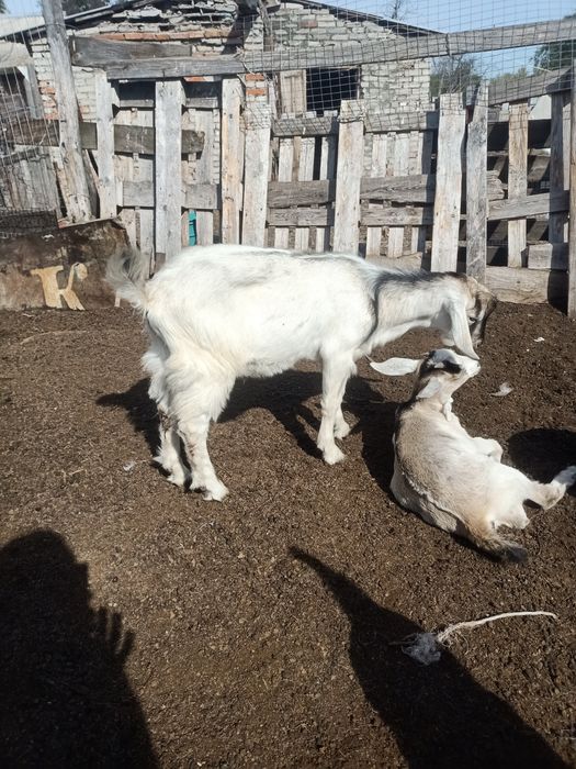 , Продам трёхмесячного комолого козлёнка