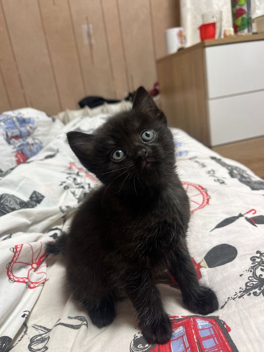 Отдам котят в добрые руки(ВСЕ МАЛЬЧИКИ)