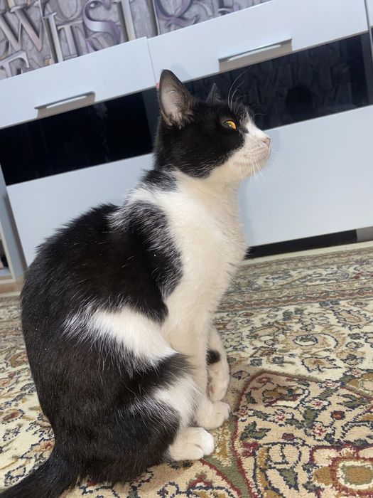 Отдам чистую кошку