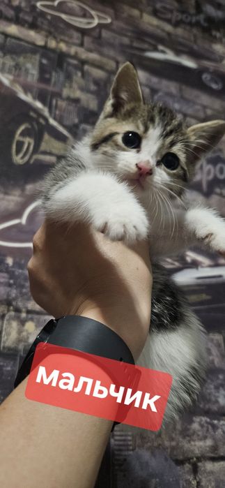 Котята ищут хозяев