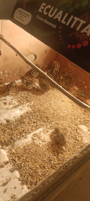 Италия бедоналари