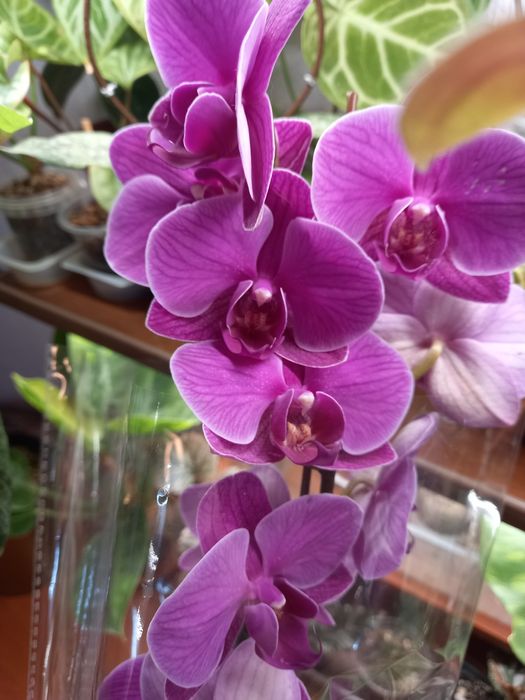 Орхидея фаленопсис, орхидеи, растения, цветы