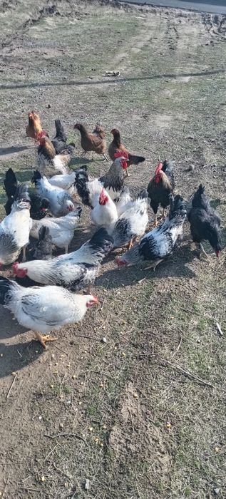 Қораздар сатылады