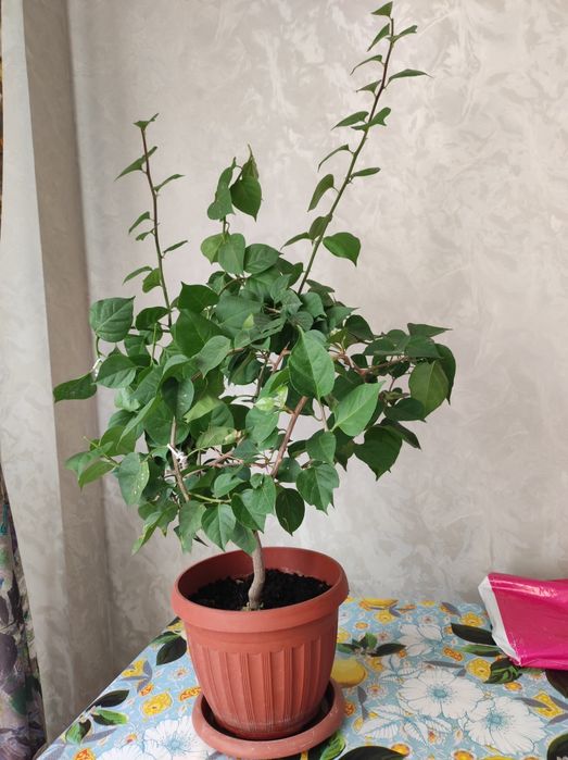 Бугенвилия неприхотливая