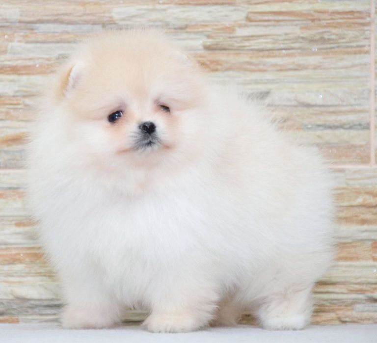 Fetita pomeranian mini/toy!