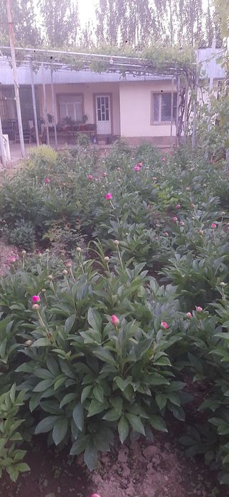 Pion gullar.пион