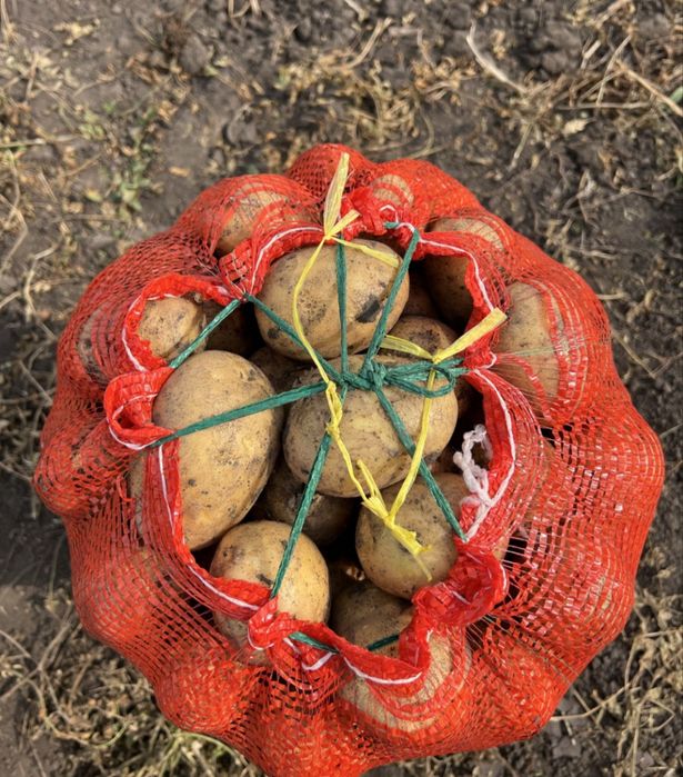 Продам картофель