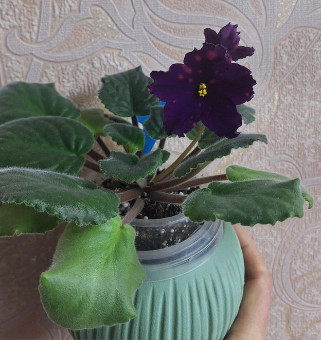 Сортовые цветущие сенполии