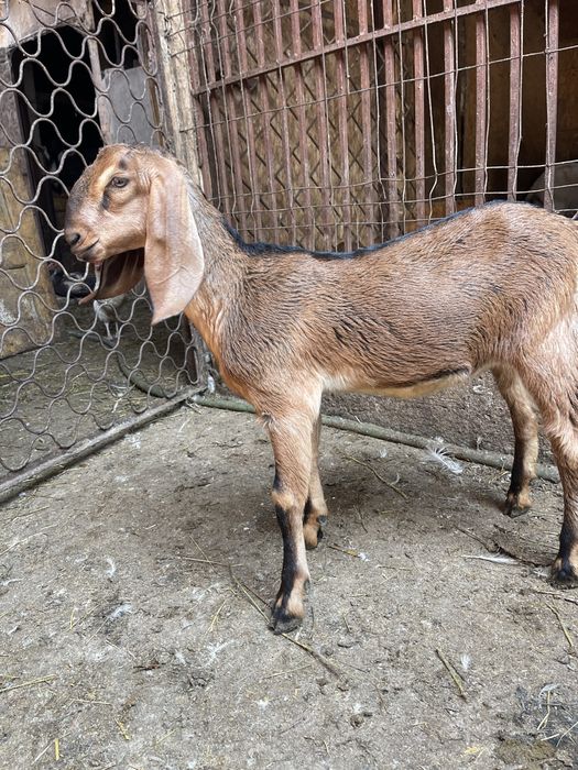 Vand doua iede anglonubiene din parinti cu pedigree din Cehia si Slovacia