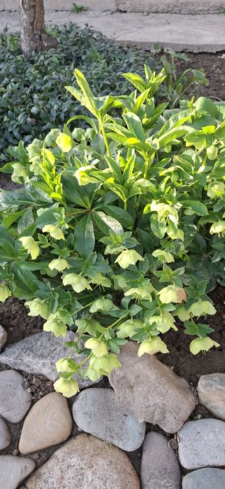 Цветы для вашего сада