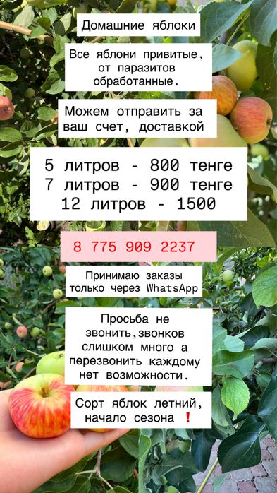 Домашние яблоки, от 10 до 13 литров - 1500тенге.