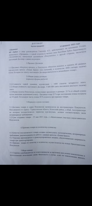 Цыплята несушки Ломан Браун