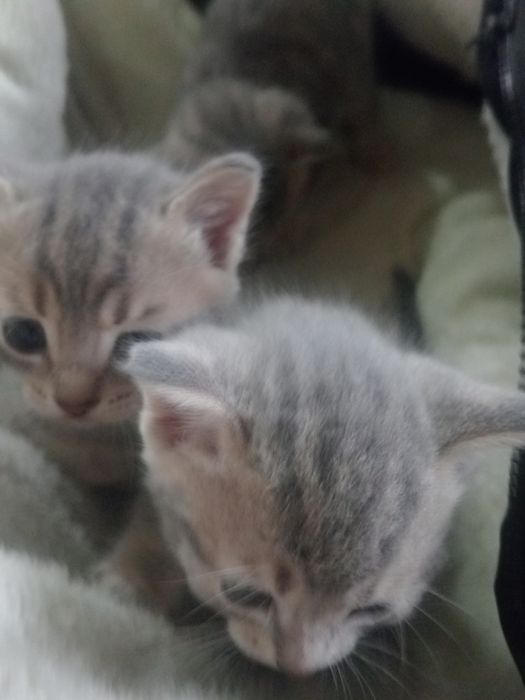 Котята Британцы в добрые рукии