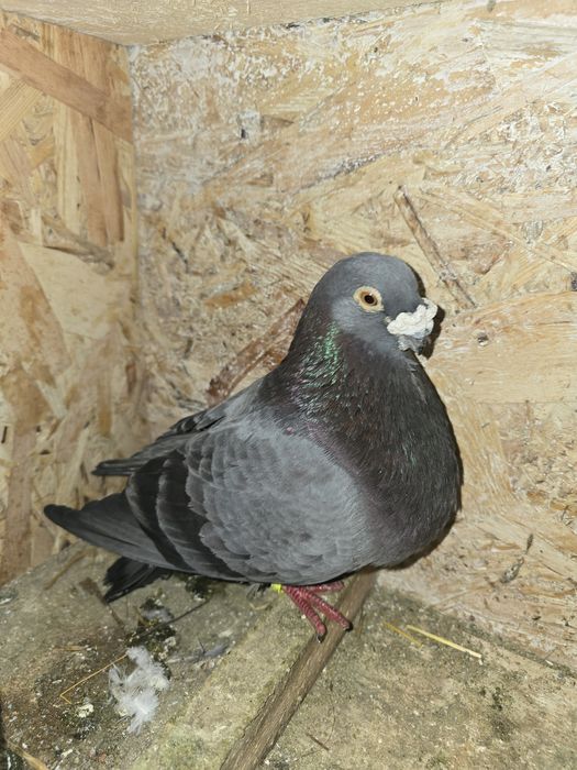 Porumbei  gusat spaniol