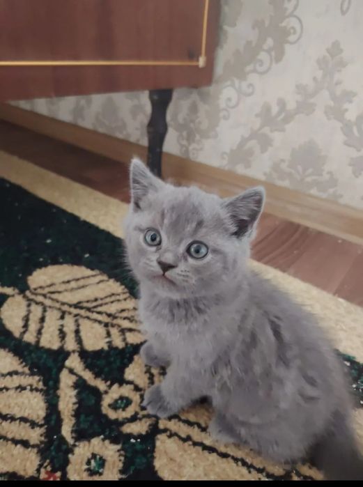 Сотилади пародали мушукчала