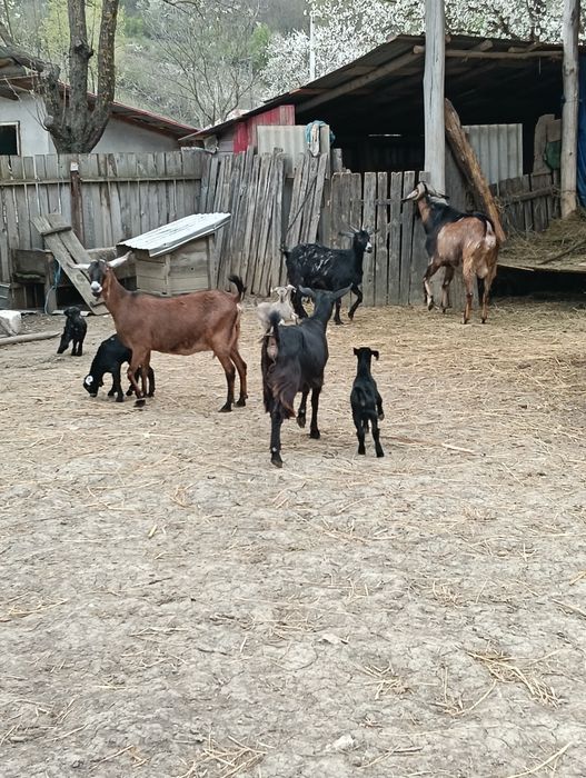 Vând țap anglonubian .