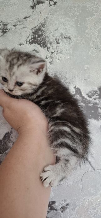 Шотландские малыши мальчики и девочки