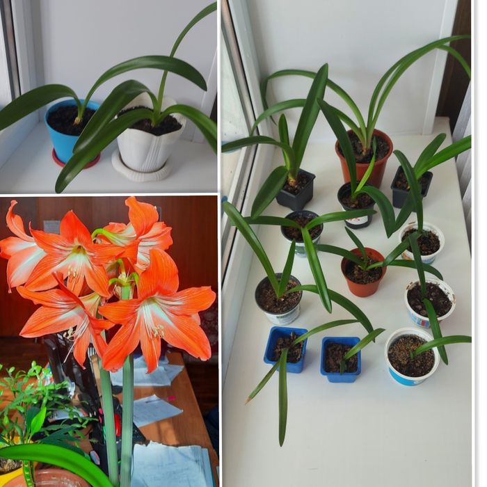 Цветы  от 500 до 1500тг. Алоэ-вера, герань, сингониум,гипеаструм, бела