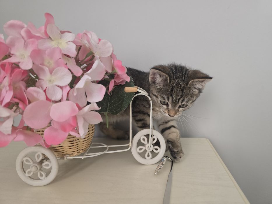 Котёнок, девочка. Возраст 2 месяца.