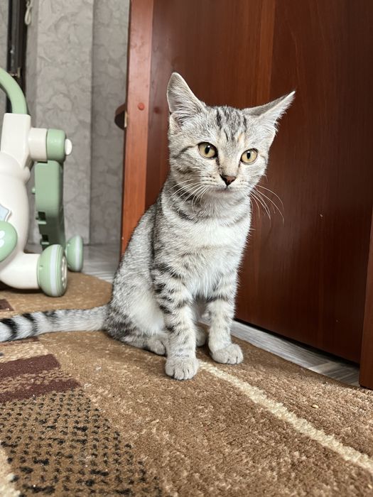 Отдам котенка в добрые руки